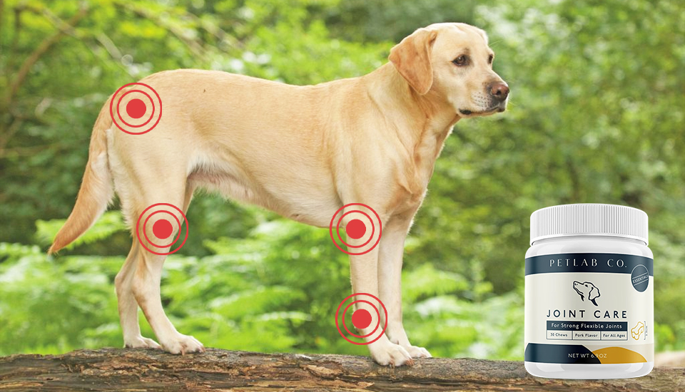 Petlab Co. Joint Care im Test Top oder Flop Meine Tierwelt