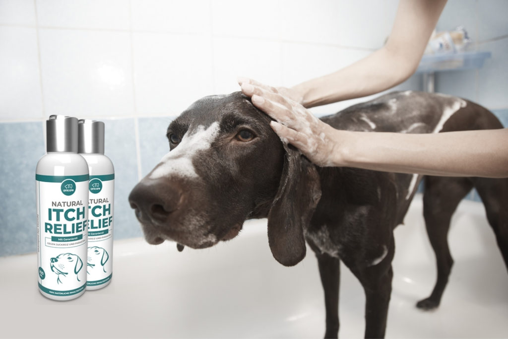 juckreiz hund lindern