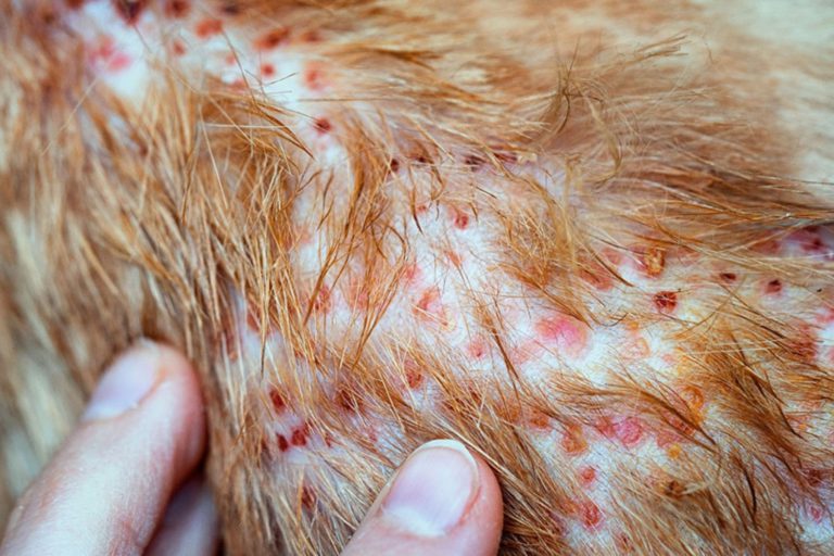 Flöhe lästige Parasiten beim Hund erkennen und behandeln Meine Tierwelt