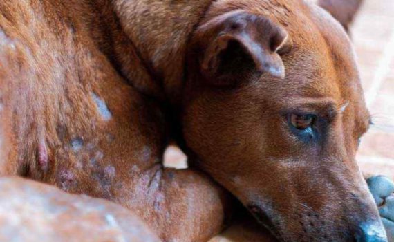 Hundeshampoo gegen Juckreiz Meine Tierwelt