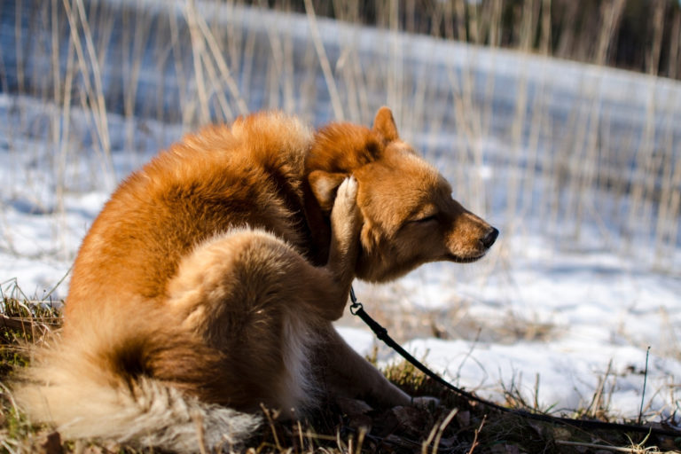 Parasiten lösen Juckreiz und Hauterkrankungen beim Hund aus Meine