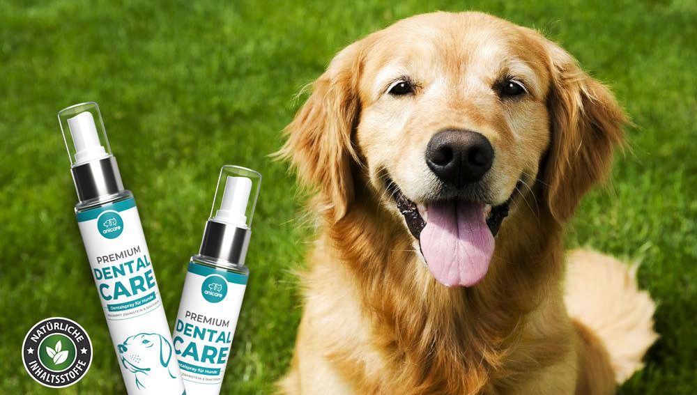 Mundgeruch durch Zahnstein beim Hund Was tun? Meine Tierwelt