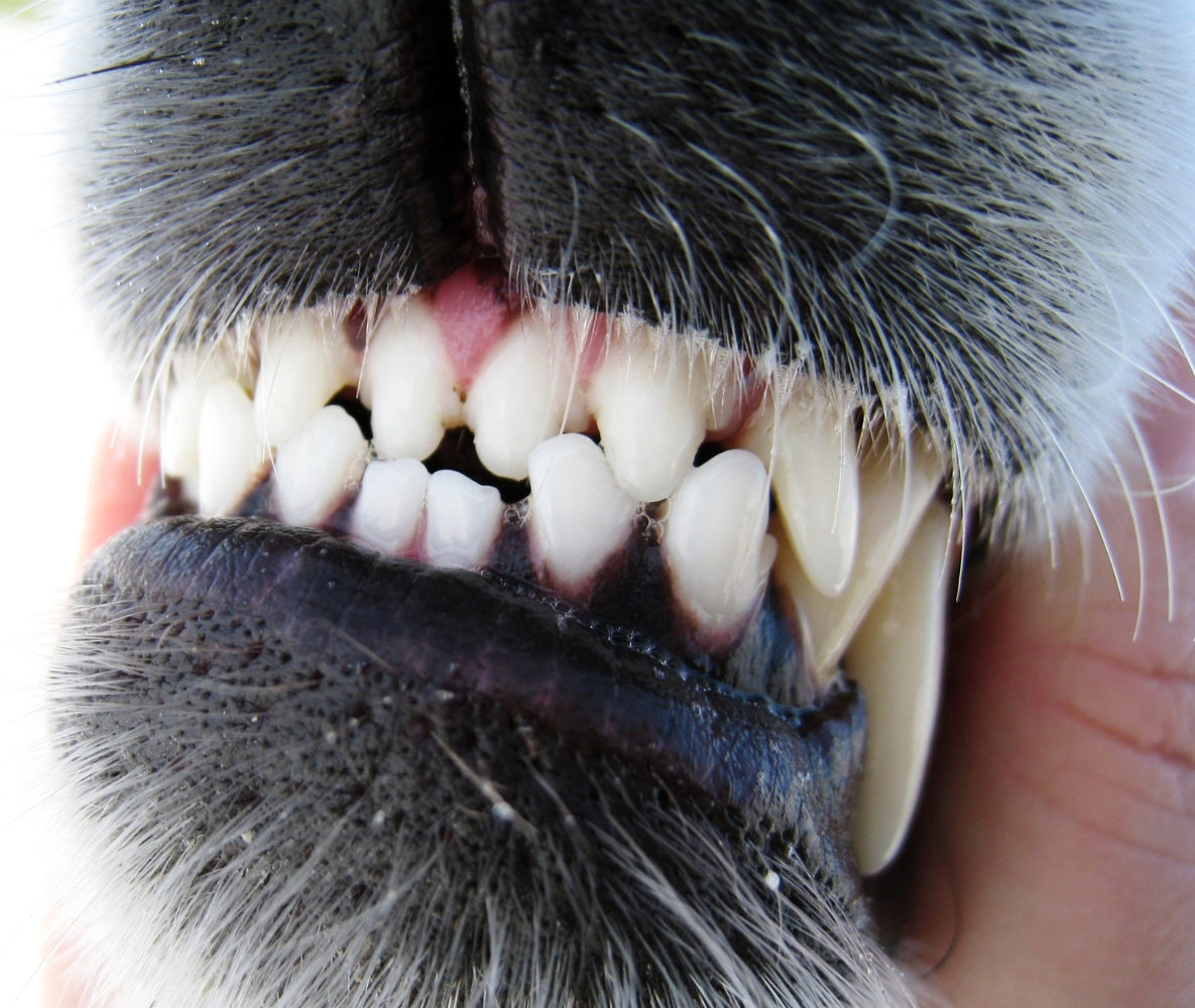 schneller herzschlag beim hund