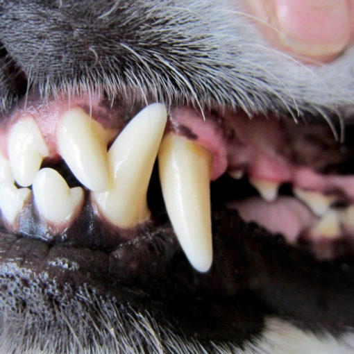 Mundgeruch durch Zahnstein beim Hund Meine Tierwelt Mundgeruch durch Zahnstein beim Hund Meine Tierwelt