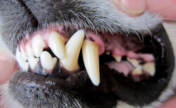 Hund Zahnpflege | Meine Tierwelt
