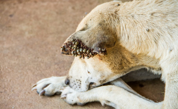 Hund mit Zecken