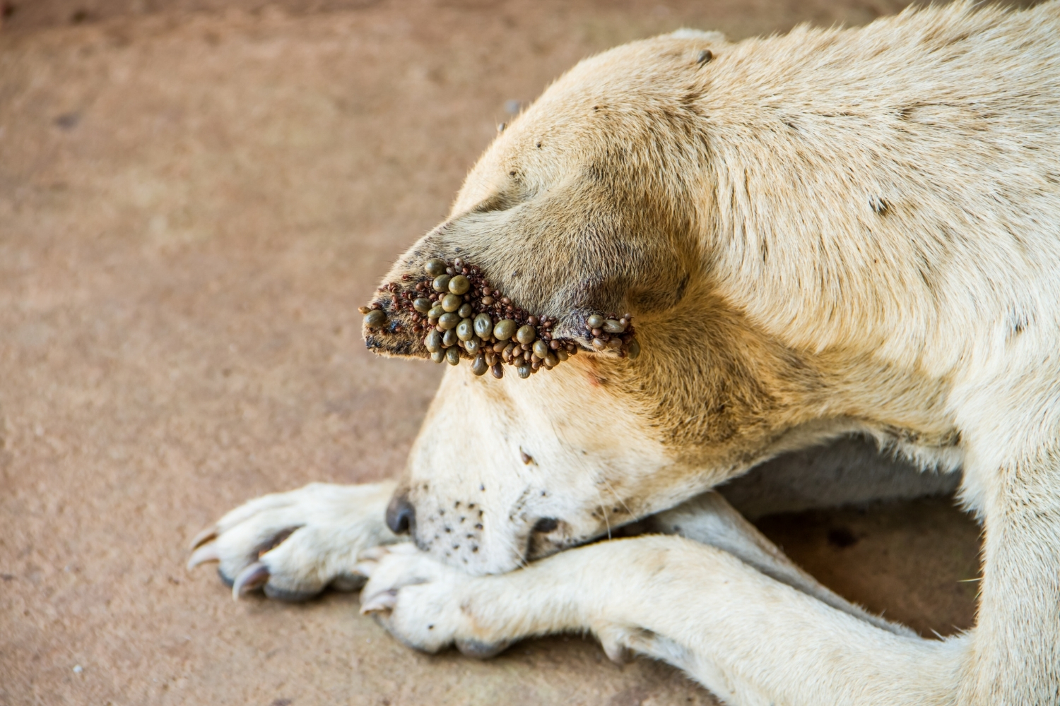 Hund mit Zecken