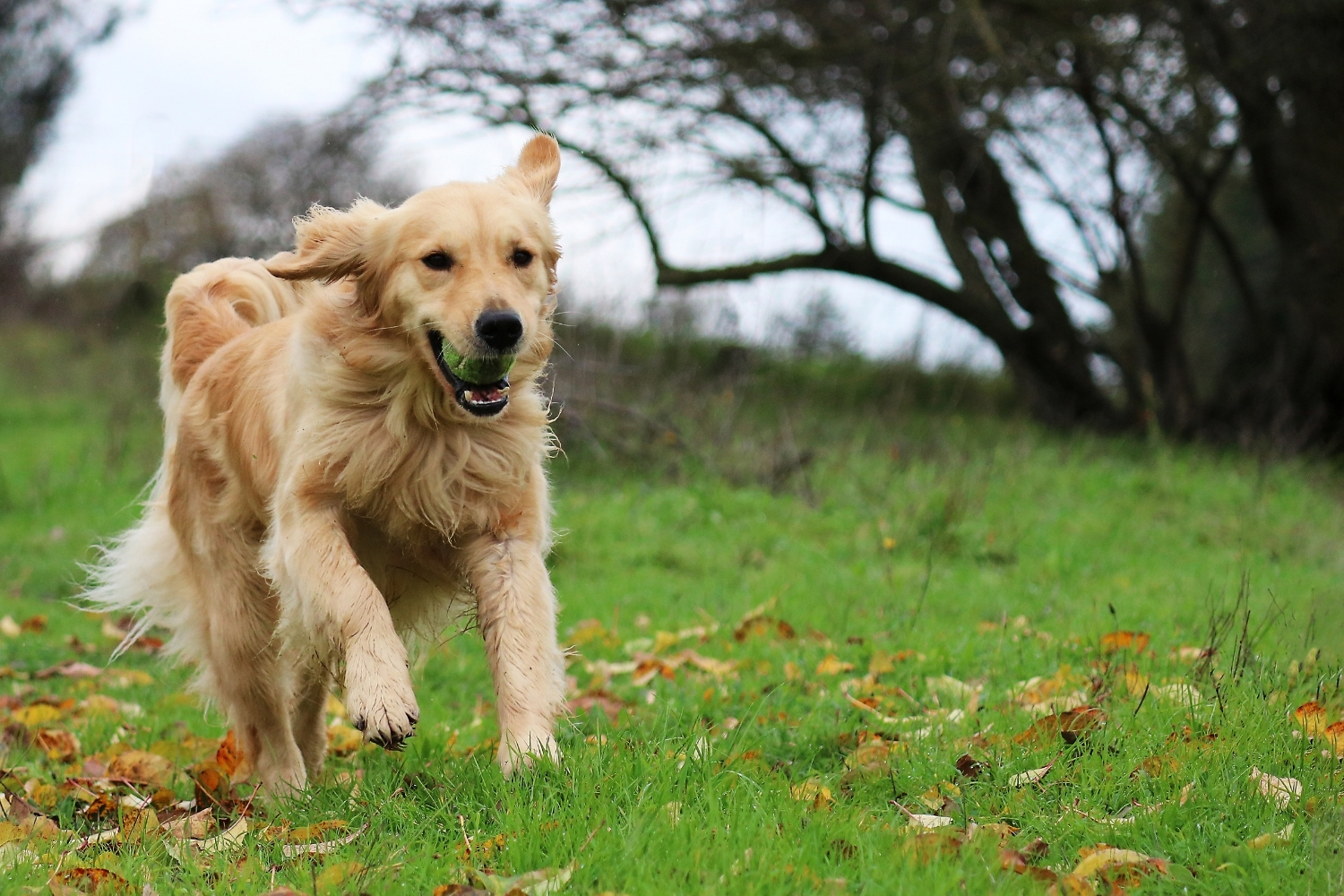 Running dog