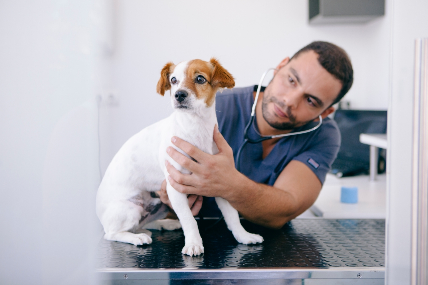 Hund beim Tierarzt