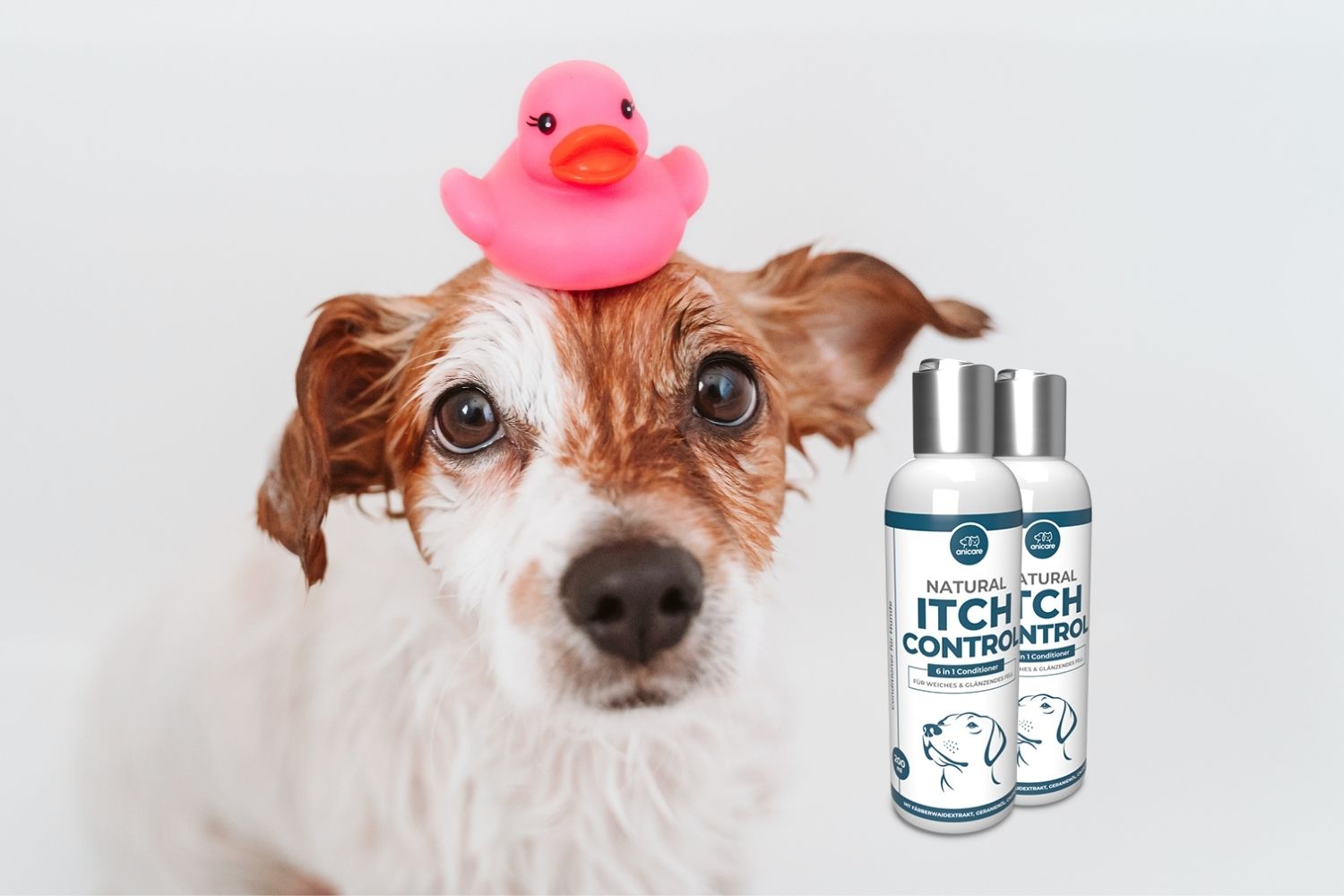 Hund beim Duschen mit Anicare itch control