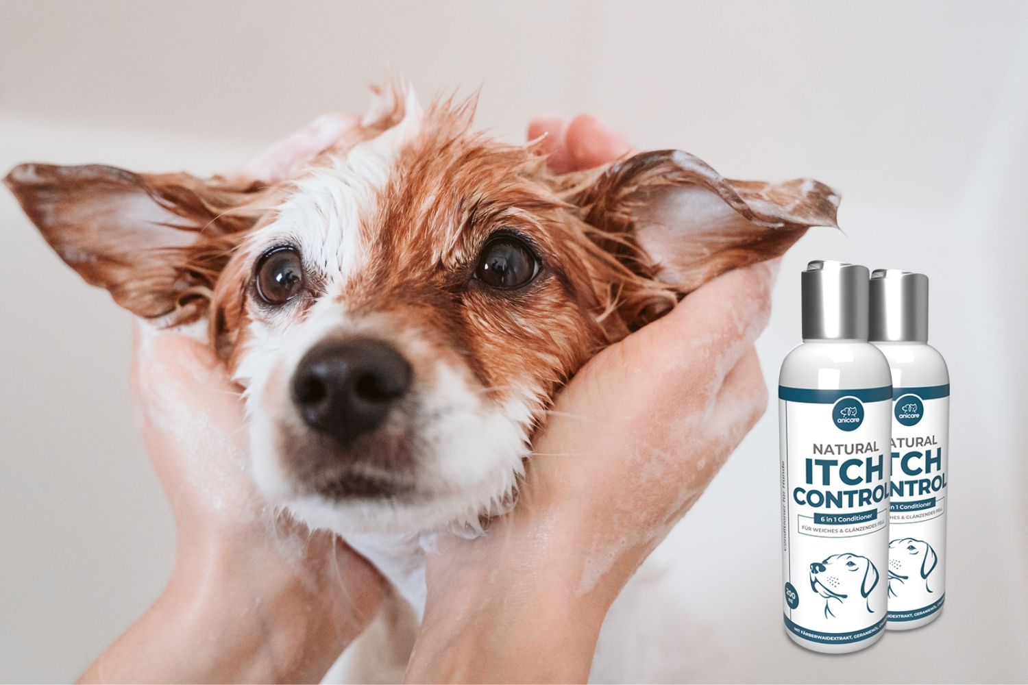 Hund duscht mit anciare itch control