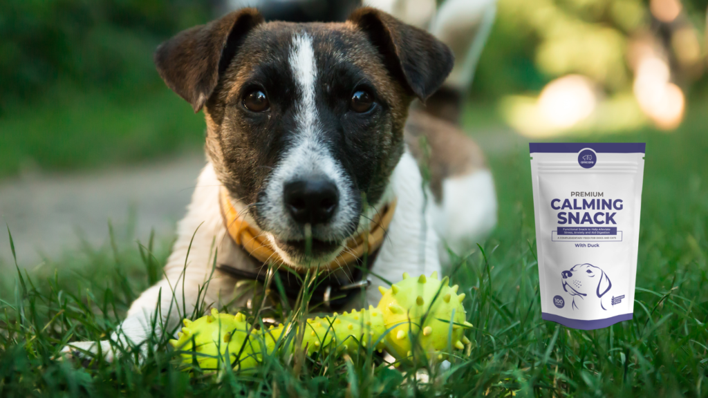 Warum sind Vitamine und Mineralien günstig für die Angstlinderung des Hundes? - Premium Calming Snack