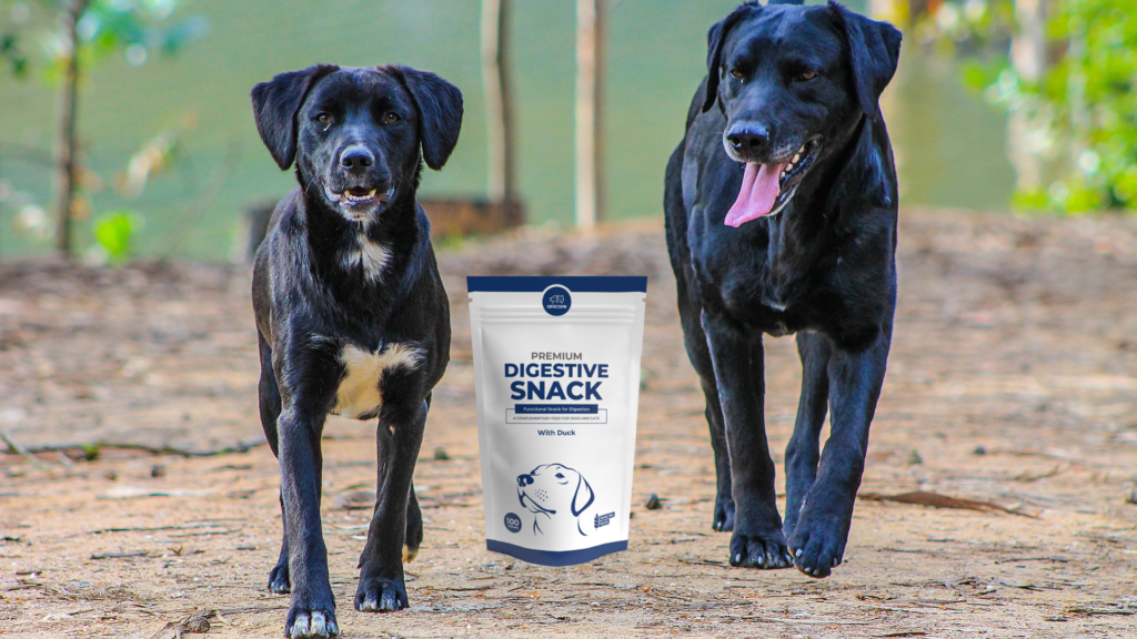 Vorteile der Ballaststoffe für die Verdauung Hund und die Verdauung Katze - Premium Digestive Snack